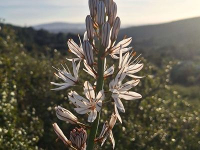 histoire incroyable d'une plante méditerranéenne