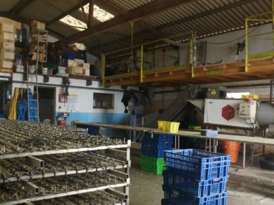 huitres-rouzieres-etang-thau-Rouzieres-11_1