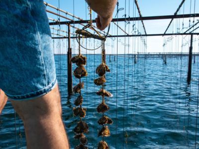 huitres-rouzieres-etang-thau-rouziere-2021-14-JUIN-44_1