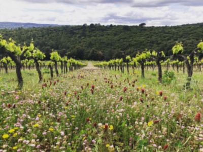 DOMAINE LA BOSQUE - CESSENON - OCCITANIE