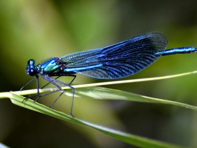 BALADE NATURE, DES TRÉSORS À DEUX PAS