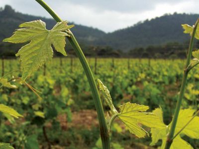 masdefarjou-le-domaine-feuille-de-vigne - Annabelle Giry
