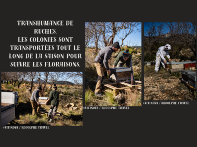 photo more chevalier 4