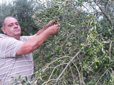 ramassage-des-olives-de-bouche-les-Lucques