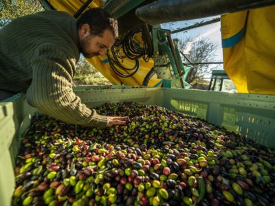 récolte olives