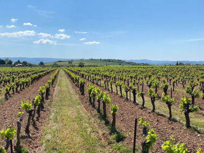 vigne mas origine