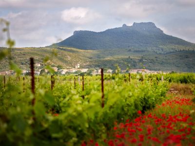 PORTES OUVERTES DE NOEL - DOMAINE BIOLOGIQUE VIRGILE JOLY Du 7 au 8 déc 2024