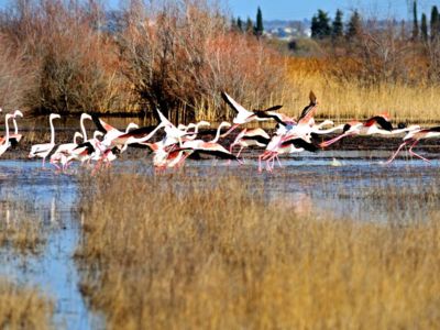 Flamands rose étang de Capestang
