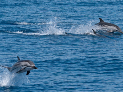 Observation dauphins et cétacés avec les Bateaux Agathois et Catalina Cap d'Agde