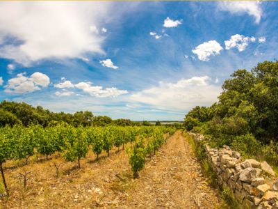 vignoble-mourvedre-vins-bio-languedoc-occitanie-photo-alain-marquina