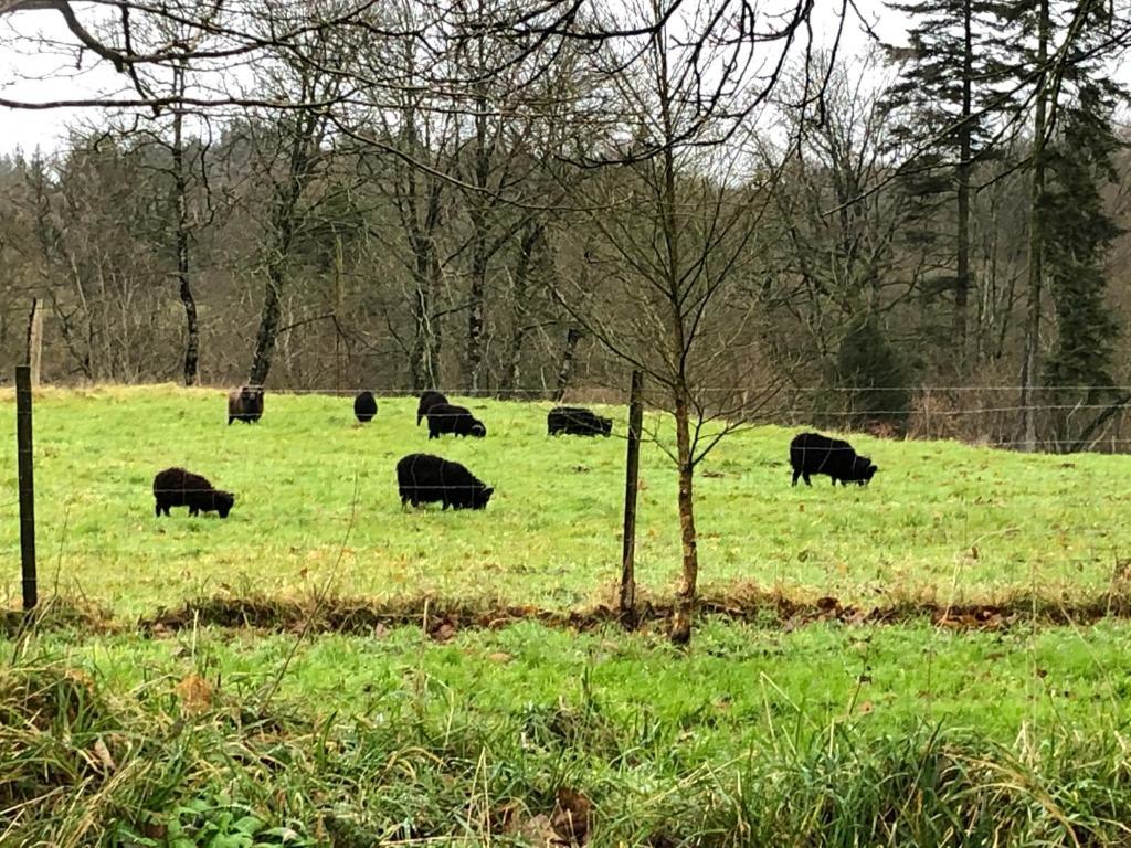 Manoir_Botcol2_St_Nicolas_du_Pélem