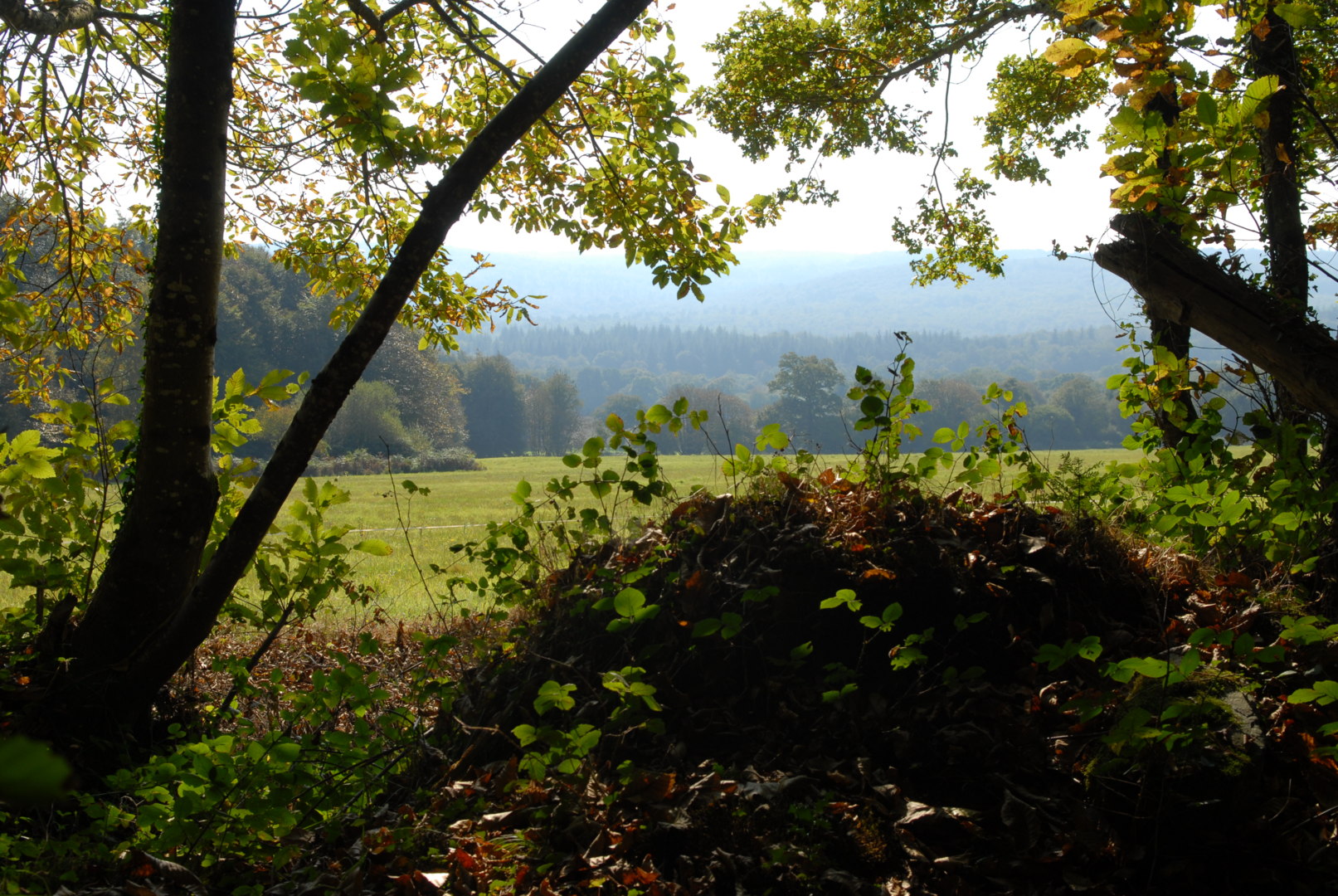 croix rouge - forêt (1)