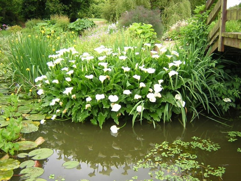 jardin_kervezennec_mlc03p