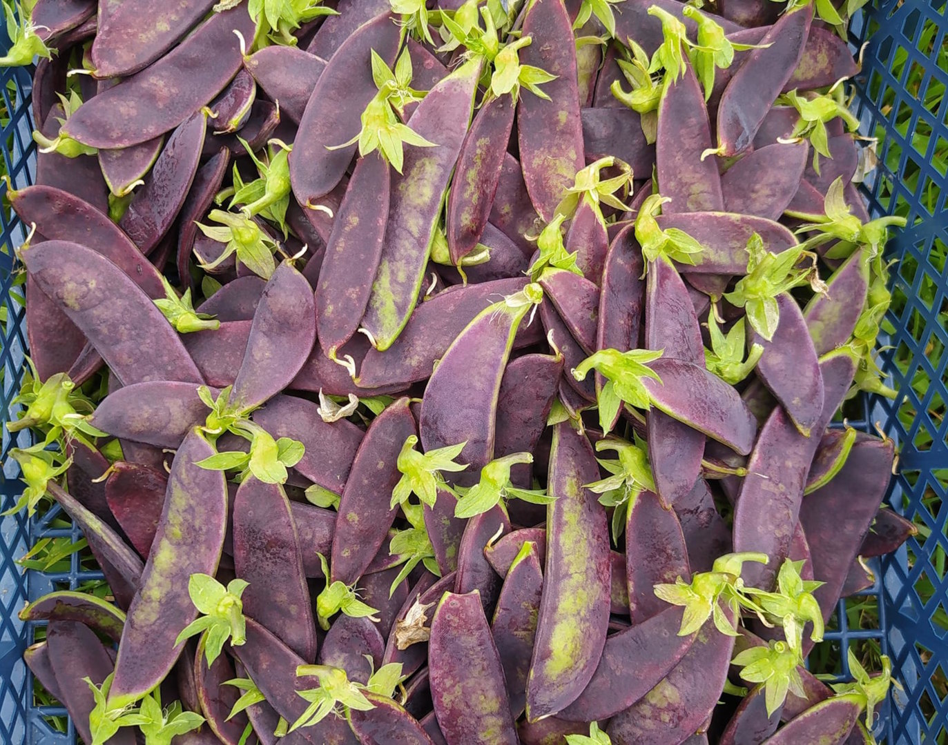 Jardin de Crec'h Macouz, St Gilles Pligeaux