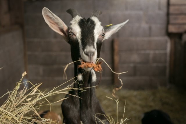 Les chèvres de Kergonan, Trémargat