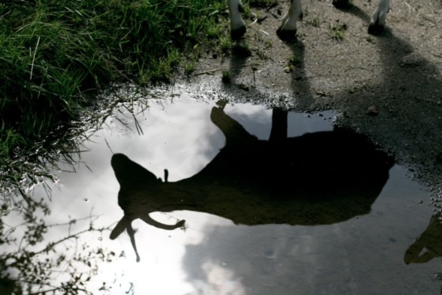 Les chèvres de Kergonan, Trémargat