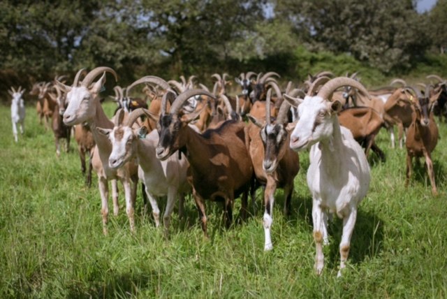 Les chèvres de Kergonan, Trémargat