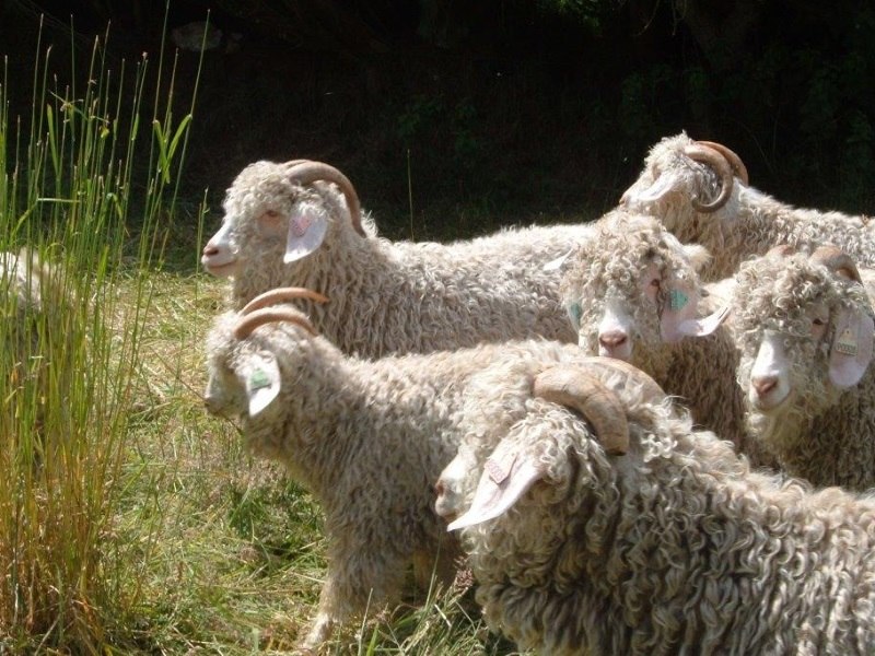 mohair_argoatp