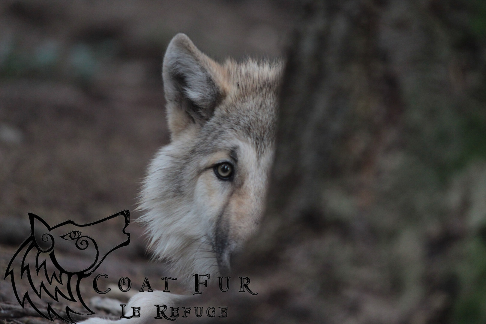 refuge des loups s 2