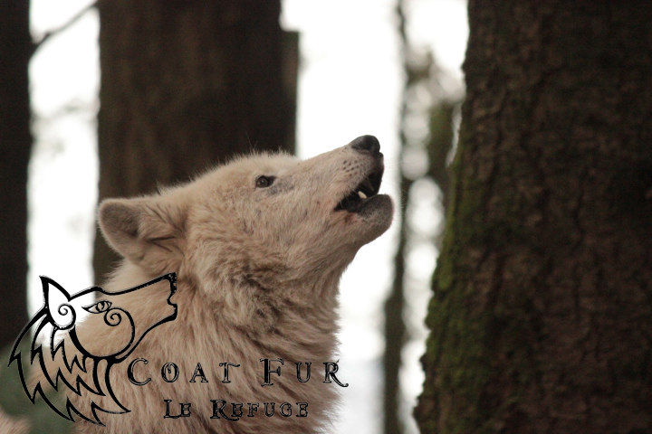 refuge des loups s 5