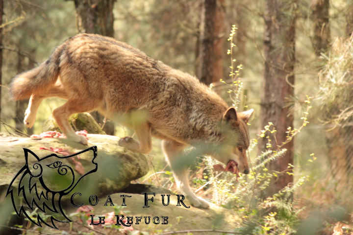 refuge des loups s 7