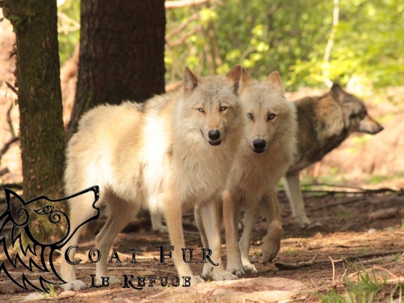 refuge des loups s 8 -800