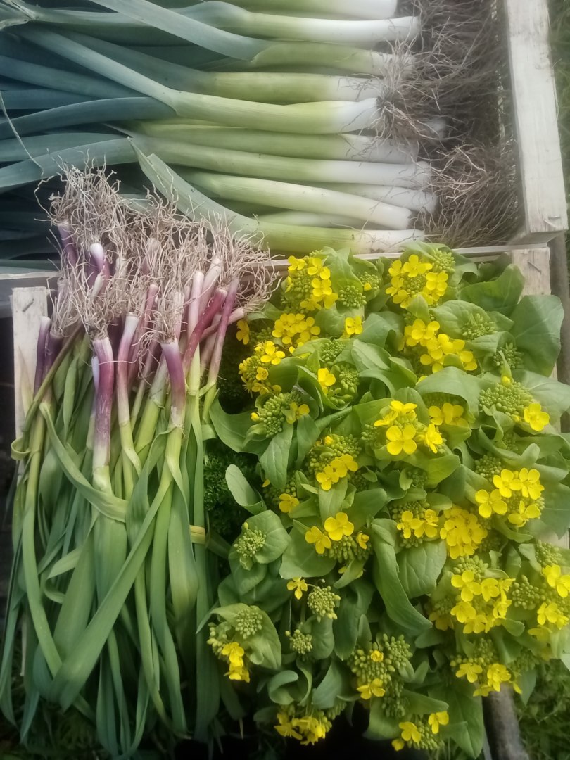 La Ferme aux fraises, Canihuel