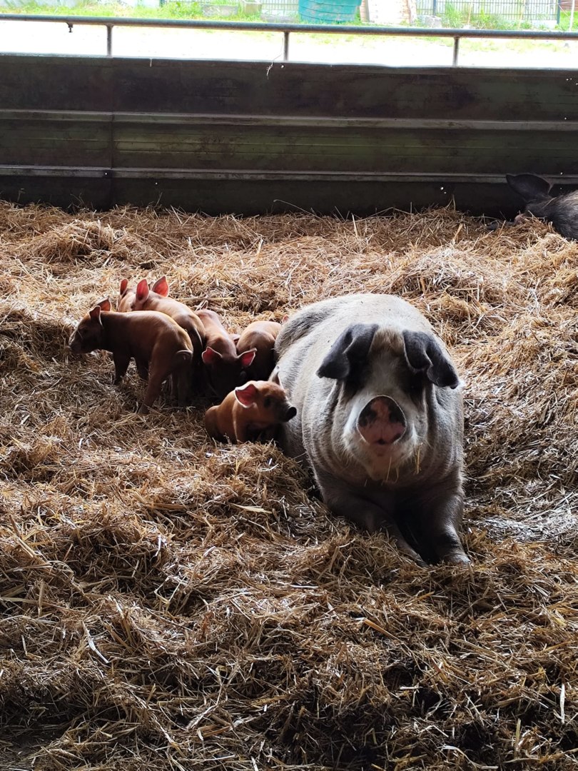 La ferme du canal, Glomel