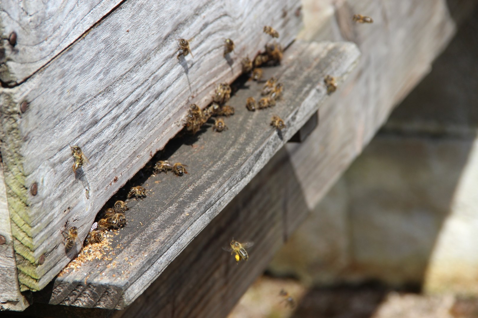 Mel Bro Fisel, Glomel