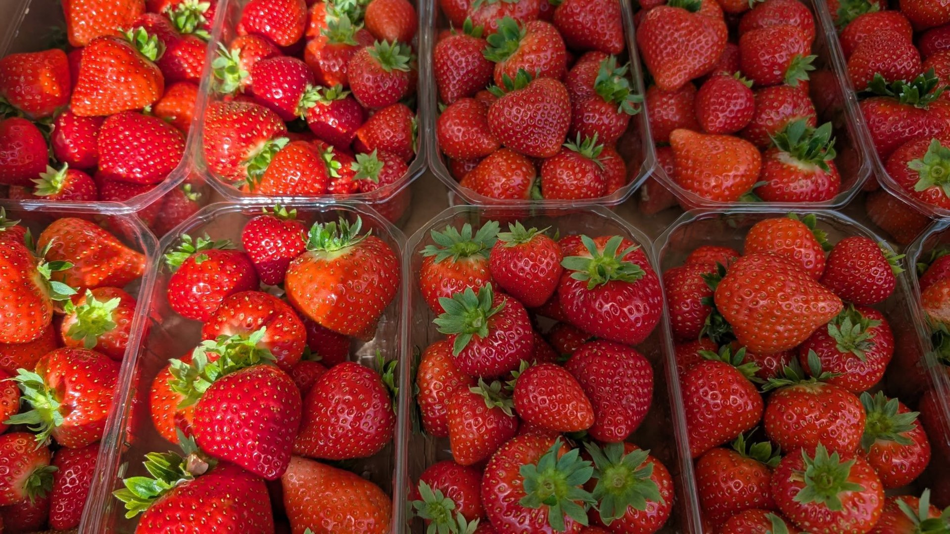 La fraiseraie de Pellan, Plélauff