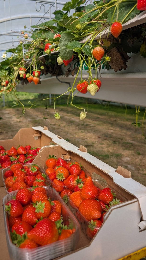 La fraiseraie de Pellan, Plélauff