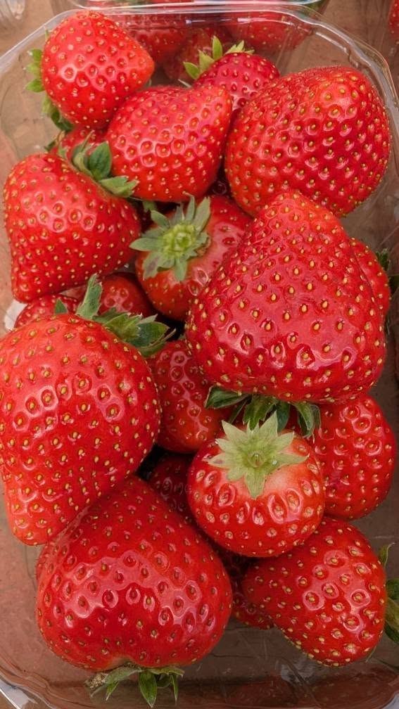 La fraiseraie de Pellan, Plélauff