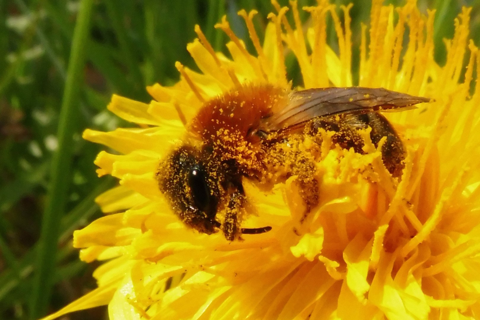 andrène dans un pissenlit