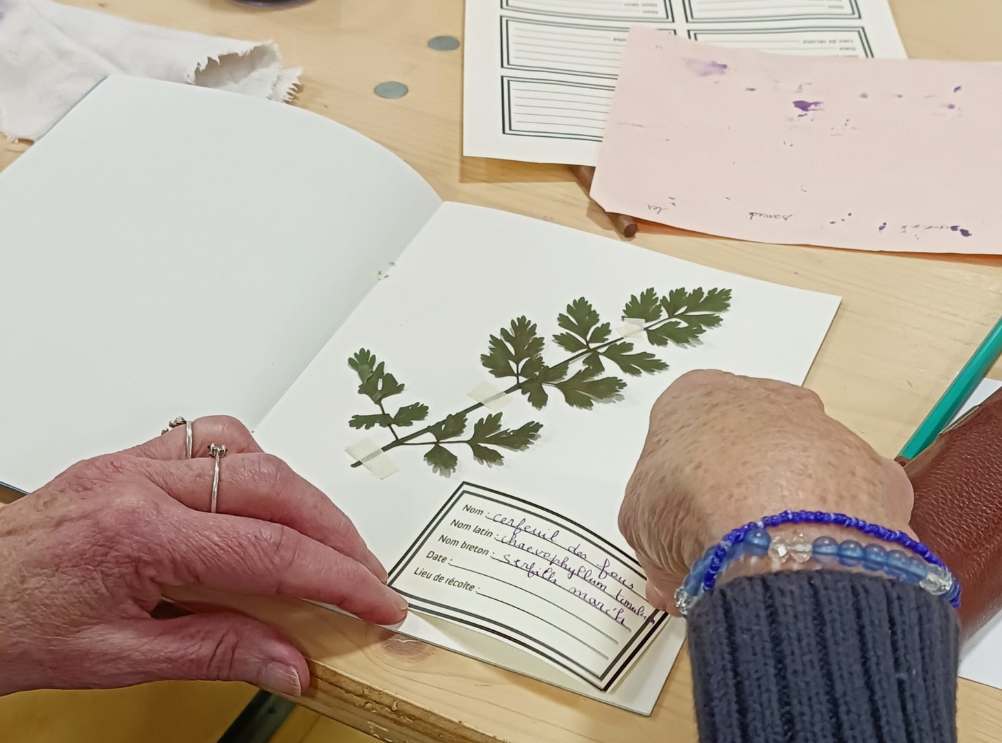 Herbier