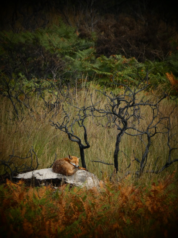 Le renard dans la Lande après l'incendie