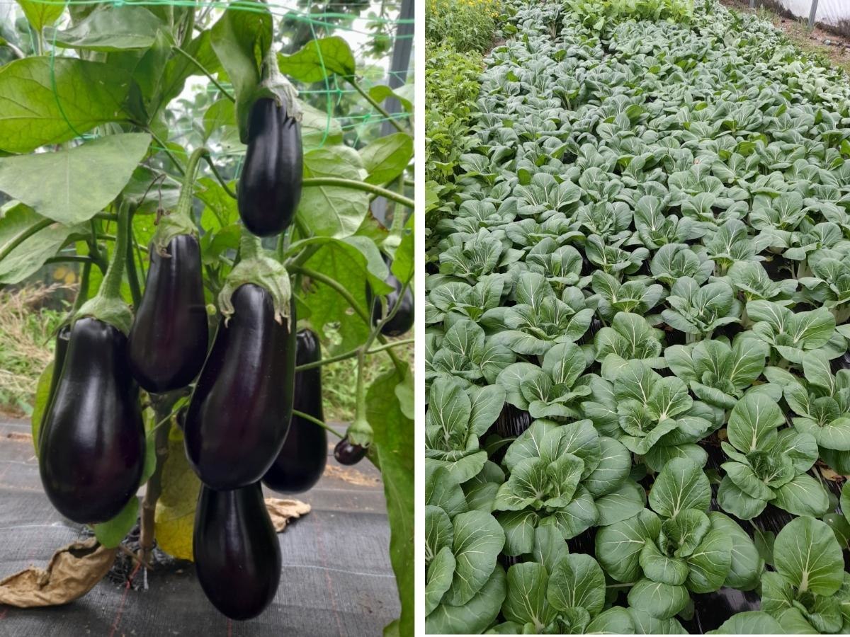 La Ferme aux fraises, Canihuel