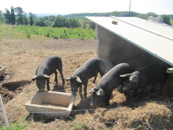 Ouvrir la diaporama Cochons de la ferme Mellon
