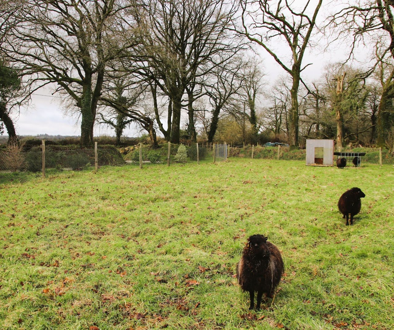 Ouvrir la diaporama Moutons_Gîte Savean_St Nicolas_du_Pélem