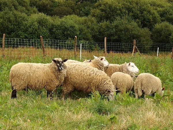 Ouvrir la diaporama Moutons de la ferme Mellon Plouguernével