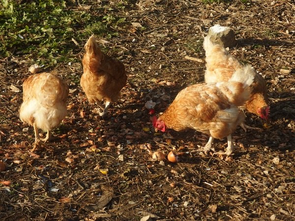 Ouvrir la diaporama Poules Ferme Mellon Plouguernével