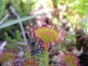 Ouvrir la diaporama drosera