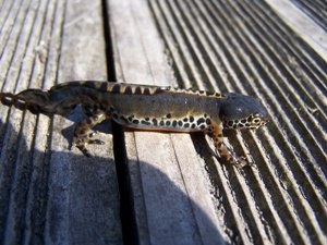 Ouvrir la diaporama magoar penvern salamandre