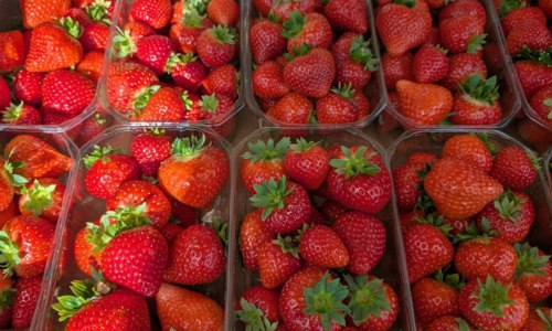 Fraiseraie de Pellan