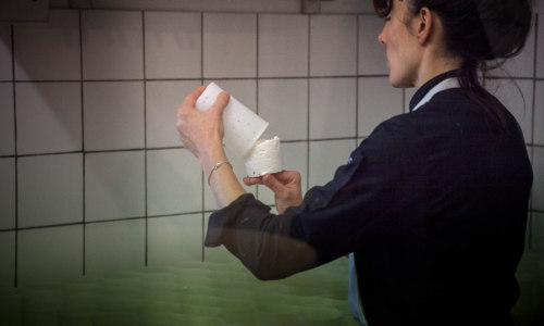 Les chèvres de Kergonan