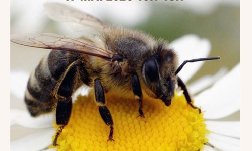 La Fête de l'Abeille et du Miel