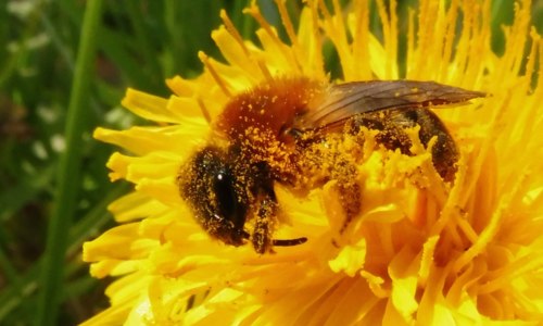 Rencontre sur le jardinage au naturel