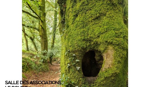 Exposition « le détail insolite dans l'arbre » JEP 2026