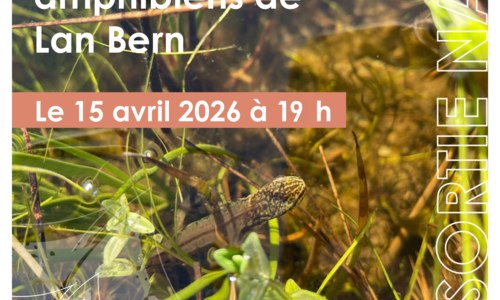 A la découverte des amphibiens de Lan Bern