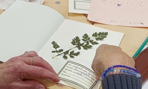 Atelier herbier