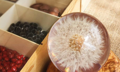 Le fabuleux voyage des graines